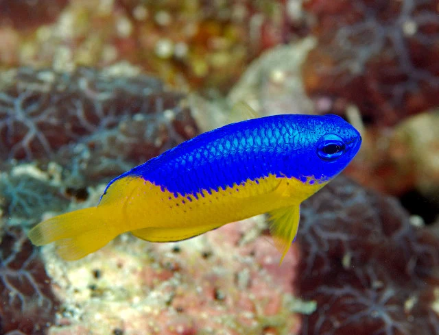 Azure Damsel (Chrysiptera hemicyanea)